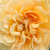 Rumena - Park - grm vrtnice - Buff Beauty